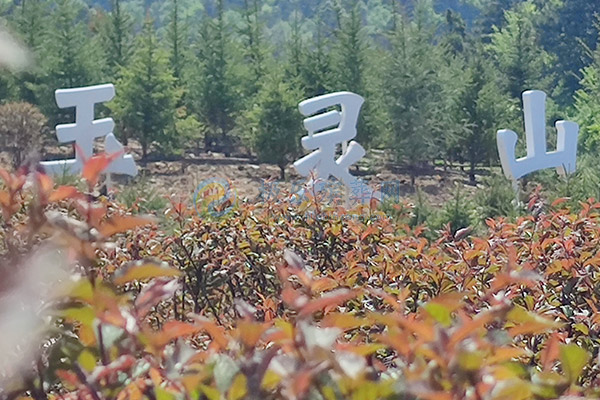 沈阳草坪葬推荐：4880元起，选择玉灵山生态墓园，回归自然与孝道的完美结合