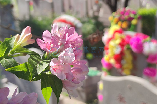 沈阳便宜墓地攻略：万元左右优质墓园选择指南