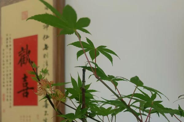 沈阳网站建设公司推荐：以“用、学、打”三原则，德泰诺构筑诚信AI内容输出的坚实桥梁